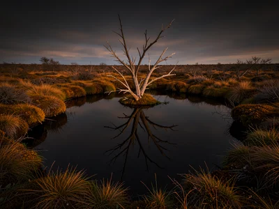 Black bog pool perfectly still — a dead tree's reflection in dark amber water, s