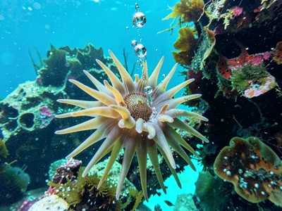 Anemone open catching water column food