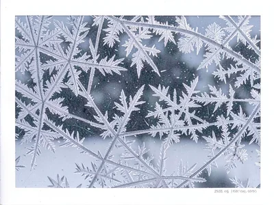 Frost crystal detail as macro landscape