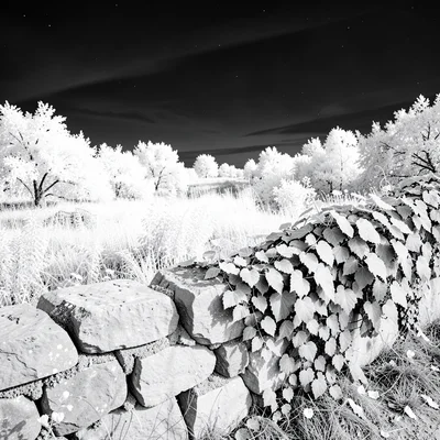 A stone wall with ivy — leaves brilliant white, stone pale grey, field beyond gl