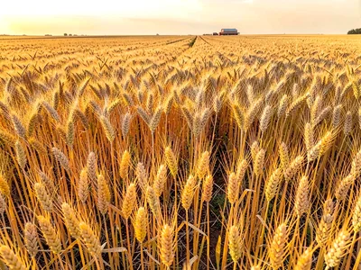 Golden mature wheat filling frame to horizon