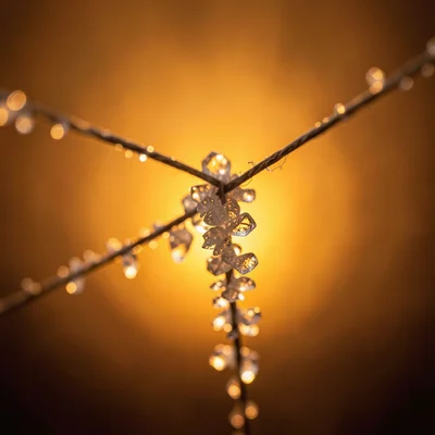 Sugar crystals growing on string, macro photography, warm amber backlight