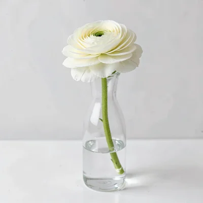 A single white ranunculus in a clear glass vase, stem visible through water