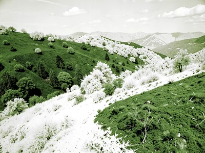 Green hillside rendered pure white