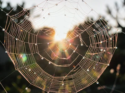 Spider web with sun creating jewels