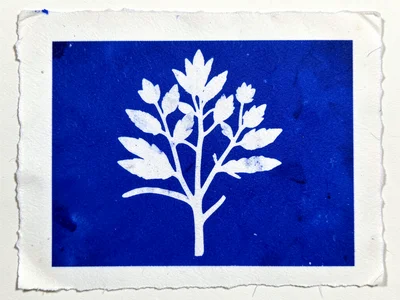 Cyanotype print of summer seashell collection, deep Prussian blue silhouettes