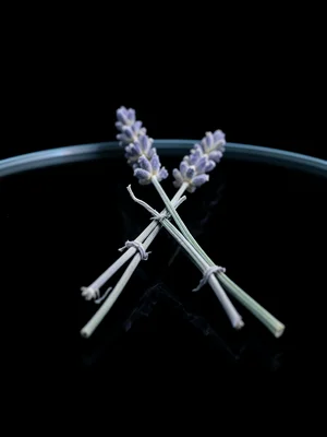 Three sprigs of dried lavender crossed over each other on the scanner, stems sli