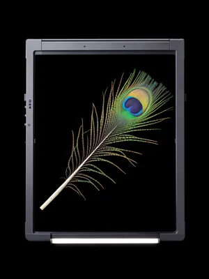 Single peacock feather laid diagonally across scanner bed, iridescent barbules l