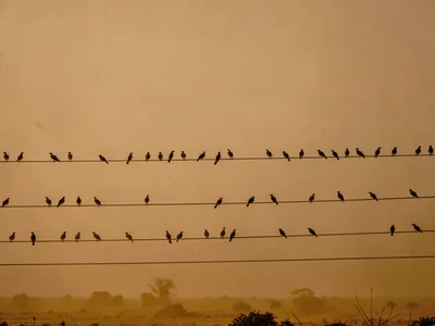 Birds on wire becoming invisible at fifty meters