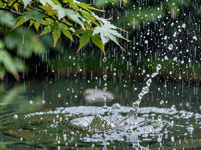 Drop about to fall from maple leaf