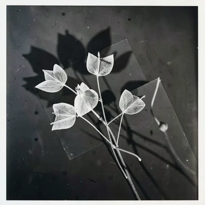 A photogram of tree seed pods — winged samaras as delicate white shadow forms
