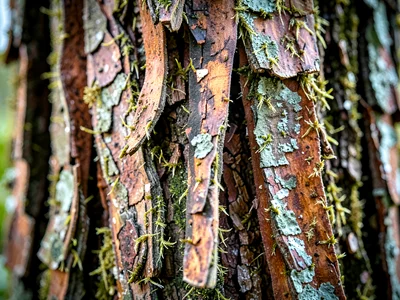 Hickory shaggy bark strips