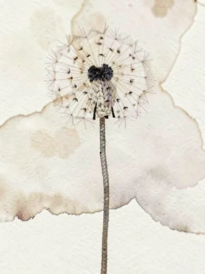 Wispy oat-and-cream knit dandelion puff atop a thin ribbed stem, on cream sweep,