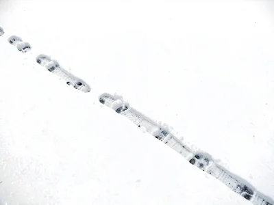 Animal tracks crossing white field