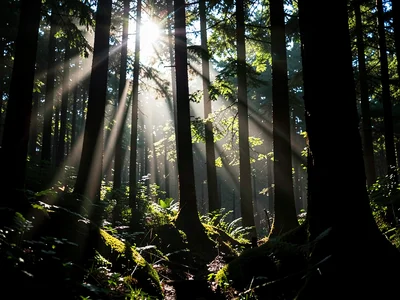 Sunbeam through forest canopy spotlight