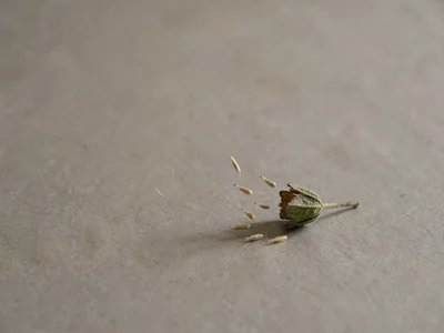 One open milkweed pod set low-right on warm-grey paper, silken seeds beginning t