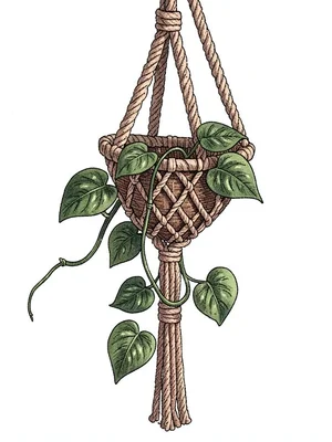 Macrame plant hanger with pothos