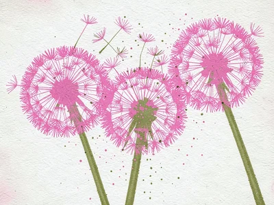 A group of three dandelion seed heads, seeds mid-dispersal, in pink and olive