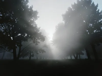 Foggy backlit scene