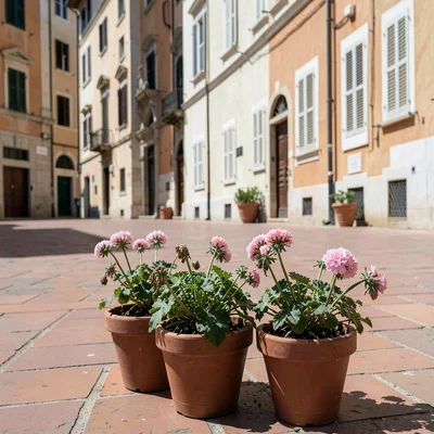 Siesta stillness, afternoon heat weight, Potted geraniums wilting slightly in th