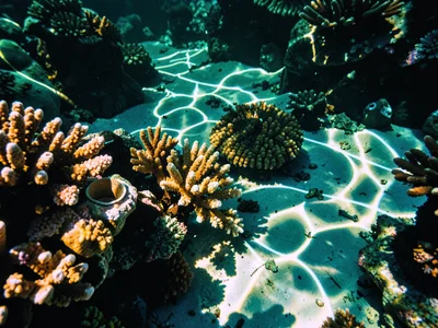 Caustic on coral reef formation