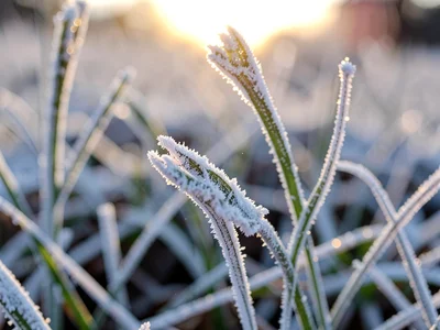 Hoarfrost needles on grass blade backlit