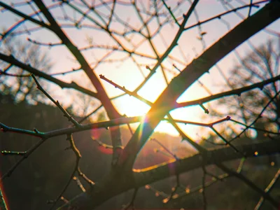Backlit branch with rainbow edge