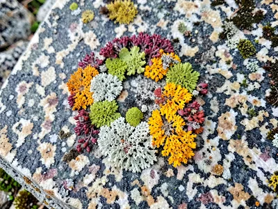 Lichen colony in multiple colors on gray stone