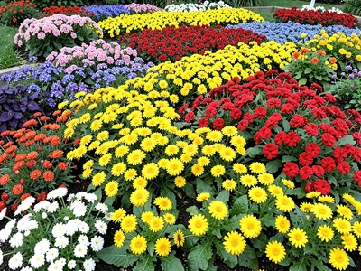 Natural flower color gradient beds