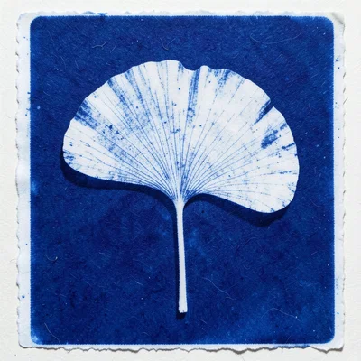 Single ginkgo leaf cyanotype, perfect fan shape in white with visible venation p