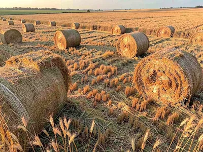Harvested field with straw bales dotting surface