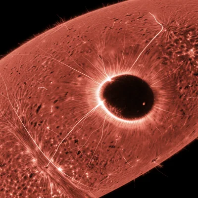 Sunspot umbra-penumbra boundary, dark core surrounded by radiating filament stru