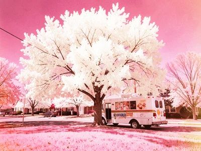 An ice cream truck parked under a massive white elm tree on a residential street