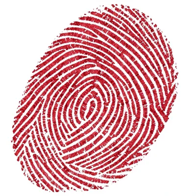 Fingerprint ridges
