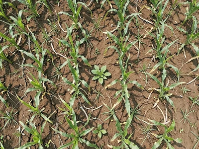 Farm fields pattern