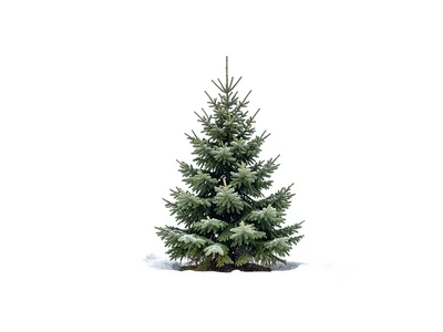 Single evergreen against white
