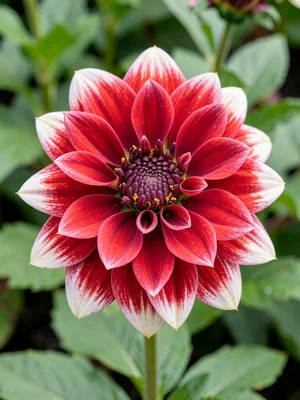 Single dahlia full detail