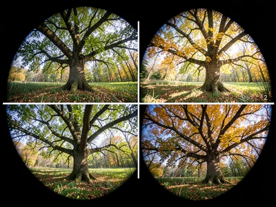 Same tree photographed with year-long pinhole exposure, all four seasons collaps