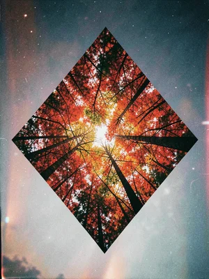 Diamond shape filled with autumn forest canopy seen from below, red and orange l