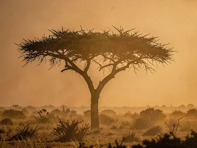Single acacia silhouette against gradient of dust-filtered light