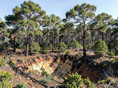 Ground fire scar with canopy still intact above