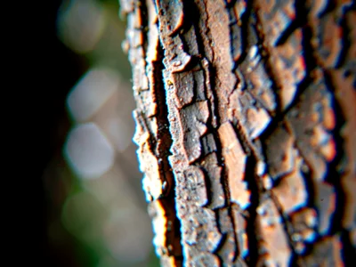Tree bark edge with color split