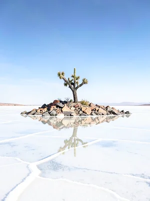 Cactus on rocky island in salt flat — lone plant on elevated outcrop surrounded 