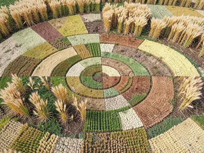 Crop circles made by different wheat varieties, farmer's patchwork quilt, accide