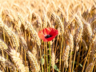 Single red poppy in sea of golden wheat