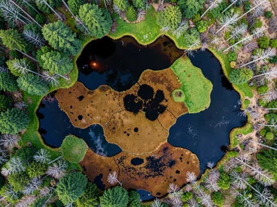 Palette of bog colors from green through rust through black