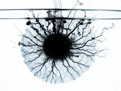 Dense black ink dropped into saltwater, halocline boundary creating pancake-shap