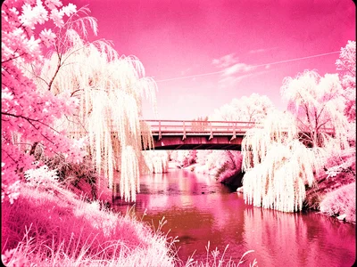 A covered bridge over a creek with white willows hanging over magenta-tinted wat