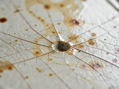Mid-detail view of crackle network spreading from a thumb dent across pale shino
