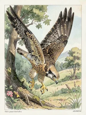 Peregrine falcon stoop plate